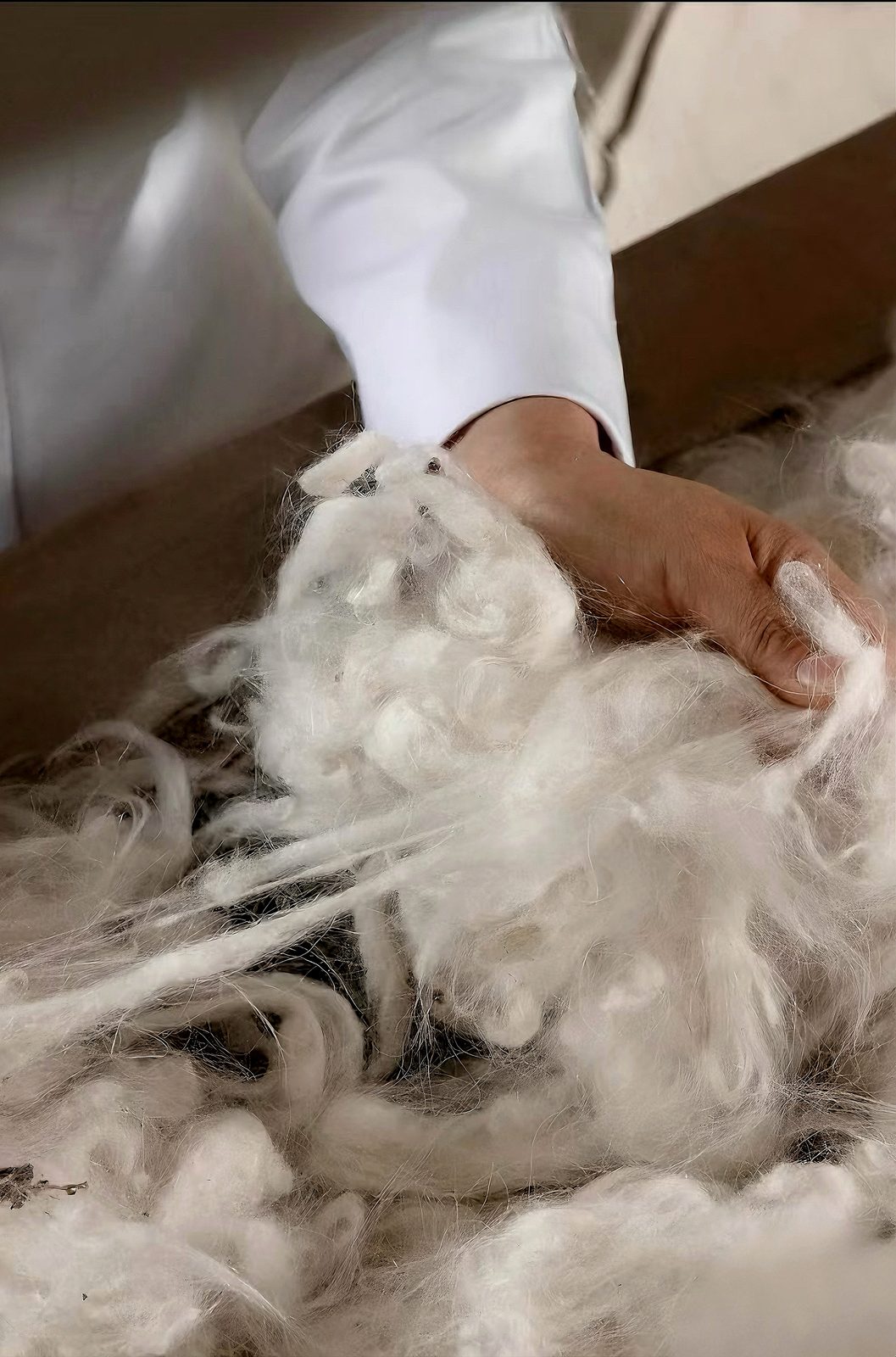 Hand-sorted raw wool