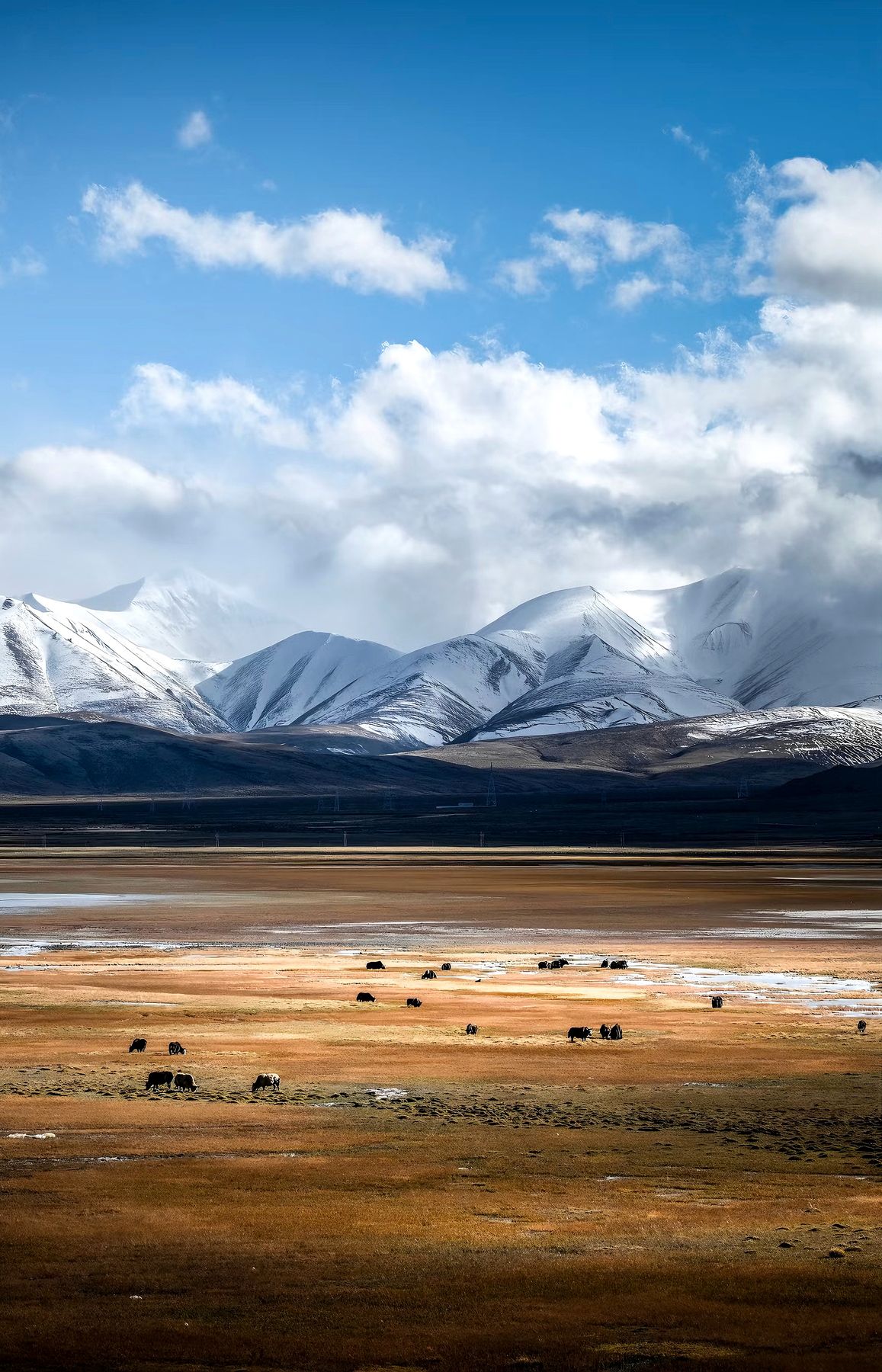 Snow-capped mountains and open grassland on the high plateau, where the wool for Himalayan Aura textiles begins its journey